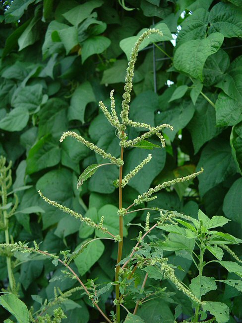 Amaranthus Spinosus L Eyla Chiitoo